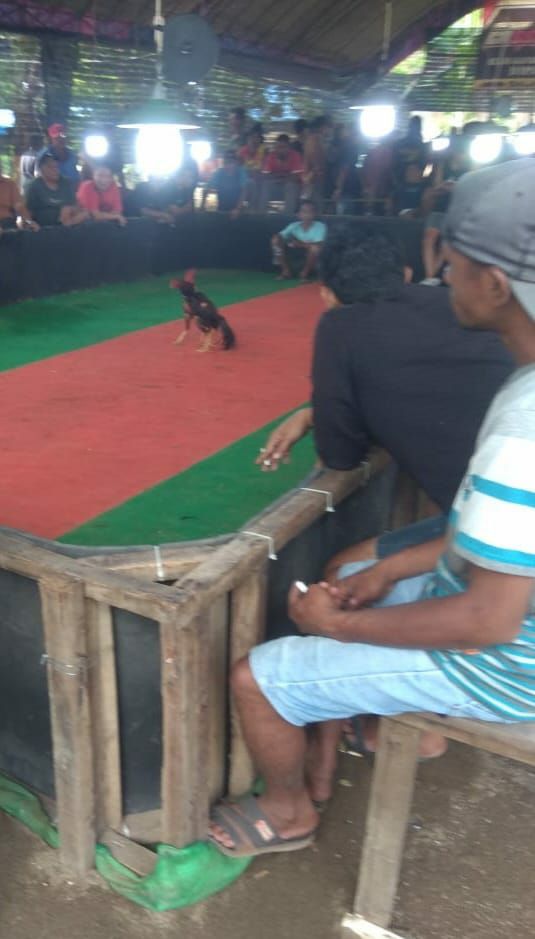 Perjudian Sabung Ayam di Trenggalek Kembali Marak, Masyarakat Geram dan Desak Aparat Bertindak!