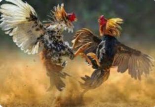 “Sabung Ayam di Ngajum Malang: Analisis Kegagalan Penegakan Hukum, Solusi Berbasis Masyarakat, dan Urgensi Pengawasan Sipil”