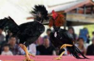 Arena Sabung Ayam di Kepadangan Kembali Beroperasi: Tantangan bagi Polresta Sidoarjo, Sorotan dari LSM, dan Dilema Hiburan Rakyat vs. Perjudian