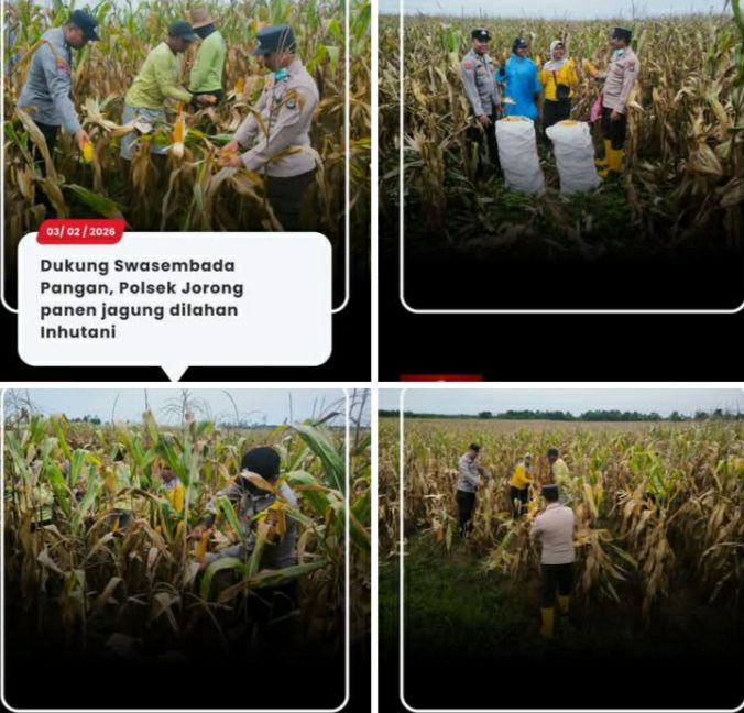 POLSEK JORONG BANTU PANEN JAGUNG DI LAHAN PT. INHUTANI I — HASIL 15 TON DITERIMA PABRIK PAKAN TERNAK PT. JAPFA COMFEED